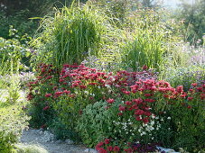 Monarda 'Cambridge Scarlet' (Indian nettle), Miscanthus (Chinese reed)