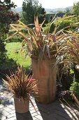 Phormium tenax 'Jester' (New Zealand flax) in terracotta containers