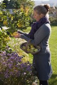 Woman harvesting apple quinces
