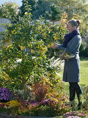 Woman is harvesting apple quinces