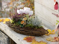 Korb in Boot-Form bepflanzt mit Cyclamen (Alpenveilchen), Calluna