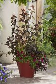 Red planter with red and black-red plants (2/2)