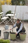 Planting column apples in tubs on terrace (2/5)