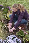 Planting perennial beds with grasses and tulip bulbs (5/6)