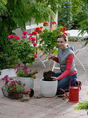 Woman plants Pelargonium (geranium) stems in white tubs