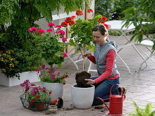 Frau pflanzt Pelargonium (Geranien) Stämmchen in weiße Kübel