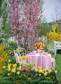 Spring bed with Narcissus (Narcissus), Ranunculus (Ranunculus)