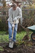 Planting forsythia (gold bells) with exposed roots