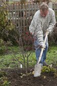 Man planting Japanese fan maple in the bed