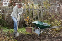 Man plants witch hazel 1/6