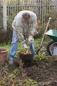 Man plants witch hazel (3/6)