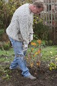 Man plants witch hazel (5/6)