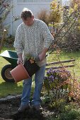 Mann pflanzt Japanischen Fächerahorn ins Beet