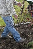 Mann pflanzt Japanischen Fächerahorn ins Beet