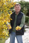 Man holding freshly picked apple quince 'Constantinopler' (Cydonia oblonga)