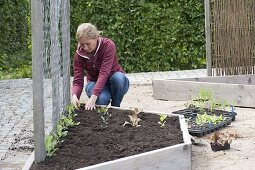 Creating trapezoidal beds as a vegetable and herb garden