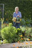 Trapezbeete als Gemüse- und Kräutergarten anlegen