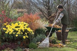 Chrysanthemum indicum 'Novembersonne' (Herbstchrysantheme), Spiraea