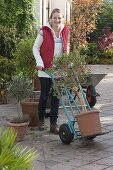 Wife transporting Solanum rantonnetii syn. Lycianthes with pushcart