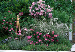 Rose bed: Stem rose 'Ballerina', Gypsophila 'Marisa'