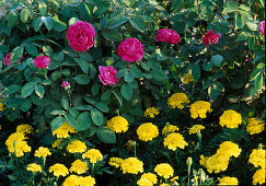 Rosa damascena 'Rose de Resht' (Historical rose)