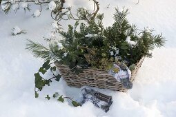All greenery for Christmas floristry in basket, hat, gloves, scissors