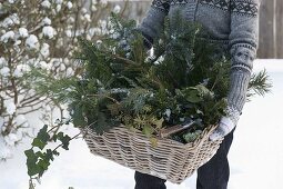 Frisch geschnittene Grünsorten zur Weihnachtsfloristik in Korb