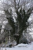 Großer Baum bewachsen mit Hedera (Efeu)