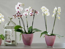 Phalaenopsis (Malay flower, butterfly orchid) in glass pot