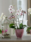 Phalaenopsis (Malay flower, butterfly orchid) in glass pot