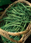 Freshly picked Phaseolus vulgaris 'Tarot' (beans in basket)