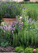 Rosmarinus / Rosmarin, Agastache / Duftnessel