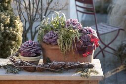 Kleiner Tonkasten mit Brassica (Zierkohl), Heuchera (Purpurglöckchen)