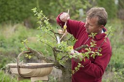 Geißfußveredelung zum Umveredeln eines alten Apfelbaumes