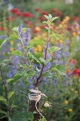 Ashweed improving for refining an old apple tree