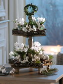 Christmas star-shaped etagere with cyclamen