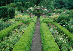 Formaler Garten eingefaßt mit Buxus sempervirens (Buchs) und Rose 'Constance Spry' als Rosenbogen über der Bank