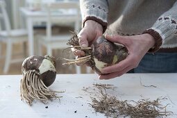 Plant amaryllis in gray box