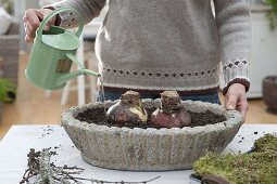 Plant amaryllis in rustic bowl (3/5)