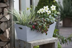 Planting a hardy wooden box (2/2)