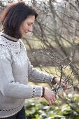 Cutting branches of flowering shrubs for forcing