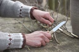 Cut branches of flowering shrubs to make cuttings