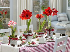 Red and white amaryllis, table decoration