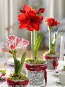 Rot-weiße Amaryllis, Tischdeko