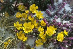 Eranthis (Winterlinge), Erica carnea (Schneeheide), Carex 'Supergold'