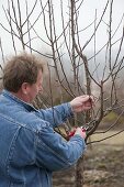 Man thinning apple tree (Malus) in spring and removing water shoots