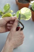 Cutting cuttings of Peperomia obtusifolia 'Marble' (ornamental pepper)