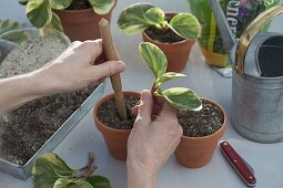 Cuttings of Peperomia obtusifolia 'Marble' in pots