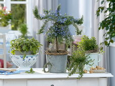 Flowering Rosemary Stem (Rosmarinus officinalis Prostratus)