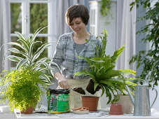 Woman replants Asplenium nidus (Nest fern)